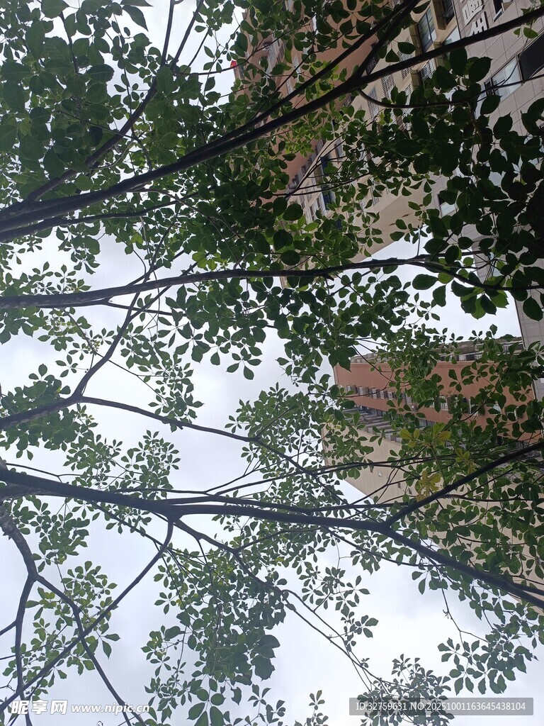 仰視視角下的繁茂樹枝