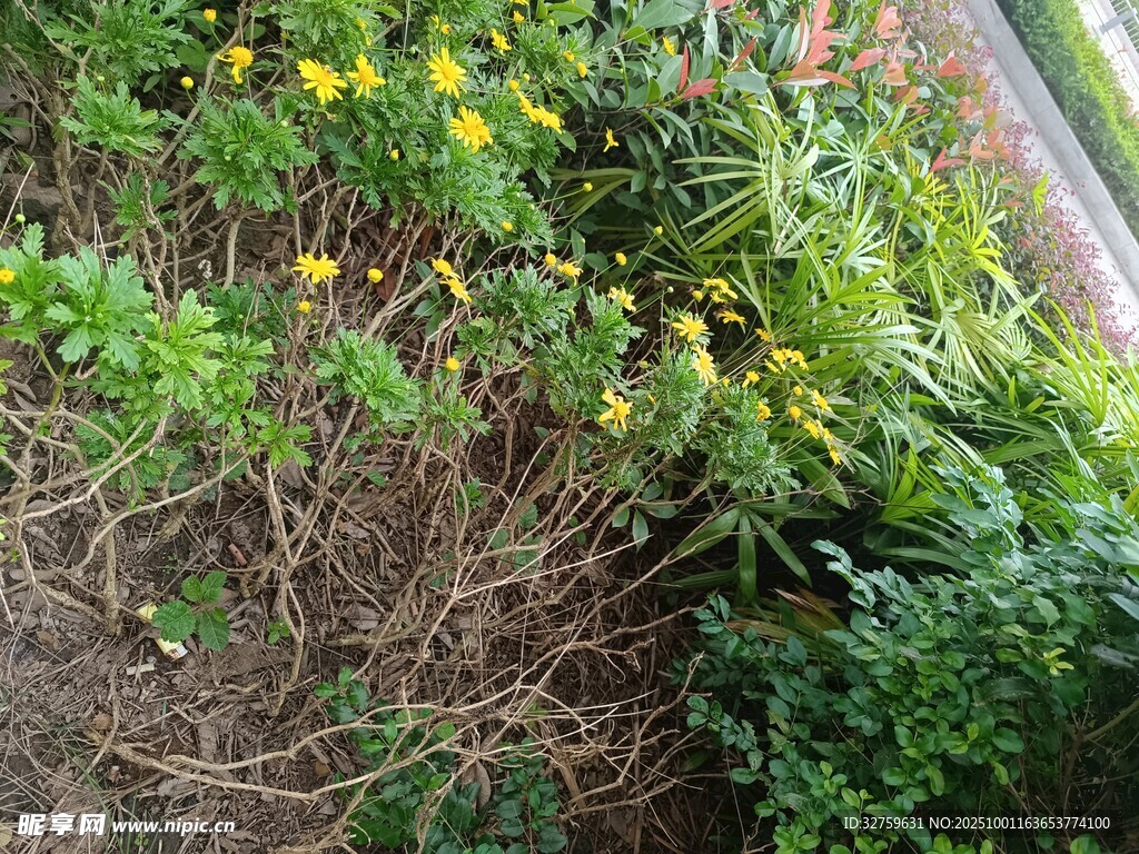 田野間的繁茂植物景觀