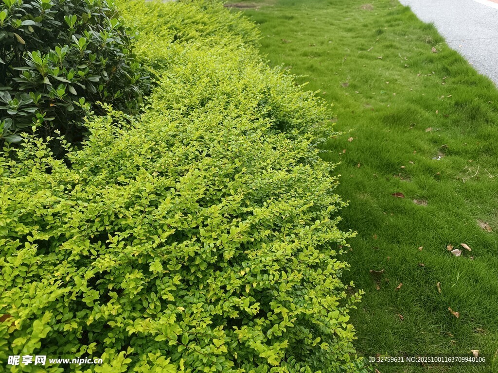 翠綠灌木與草地景觀