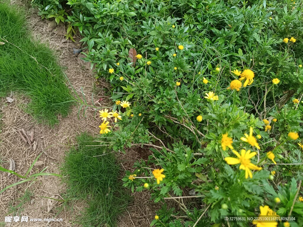 路邊綻放的黃色小花