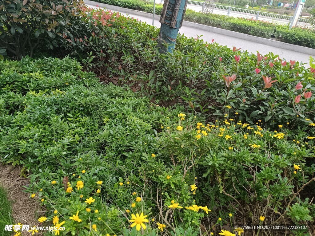 路邊繁茂的花草景觀