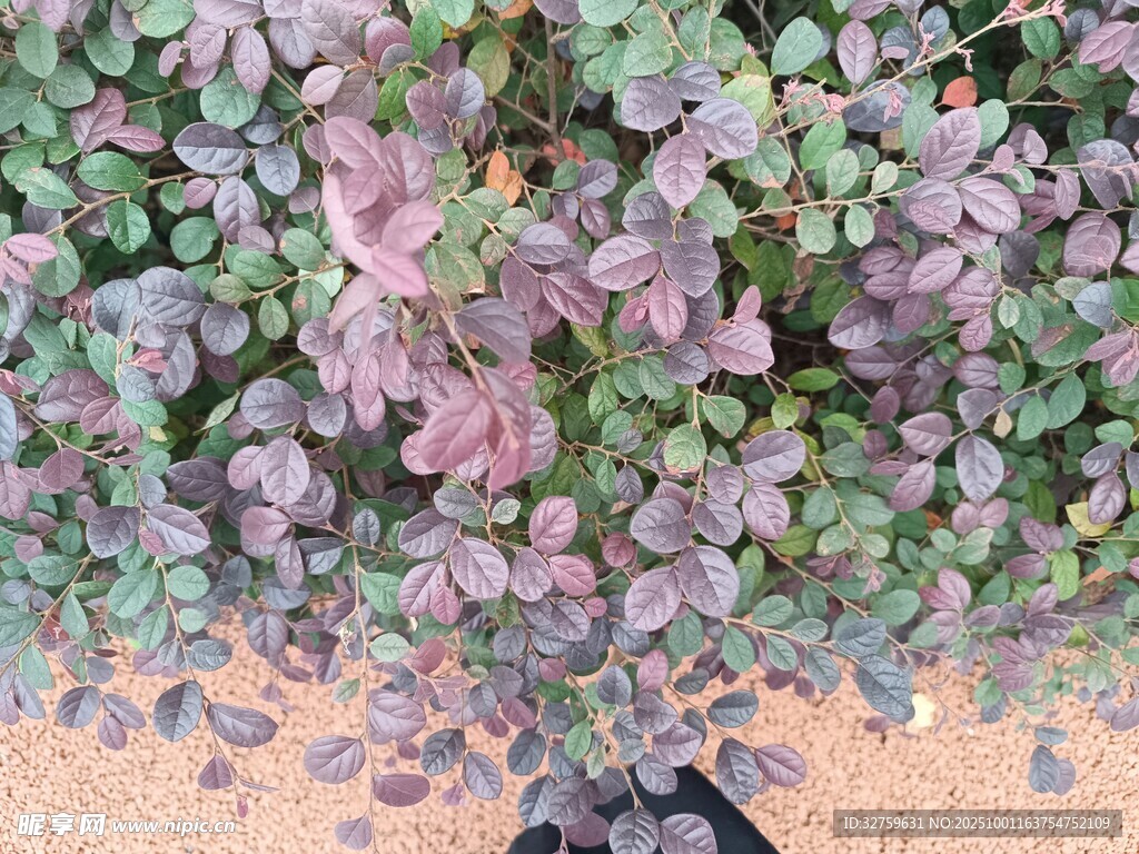紫色多肉植物特寫
