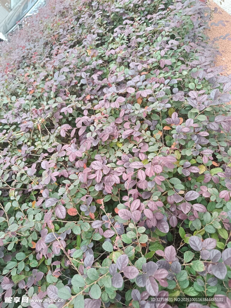 地面上的多彩植物群落