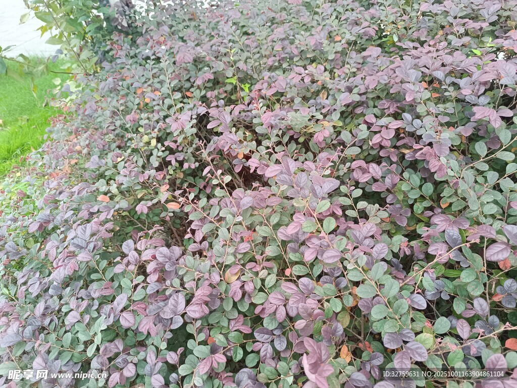 紫色植物景觀
