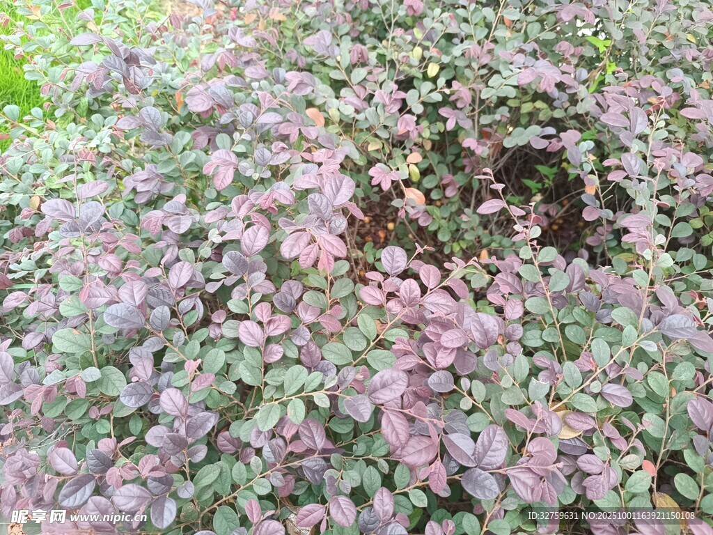 紫色斑斕植物景觀