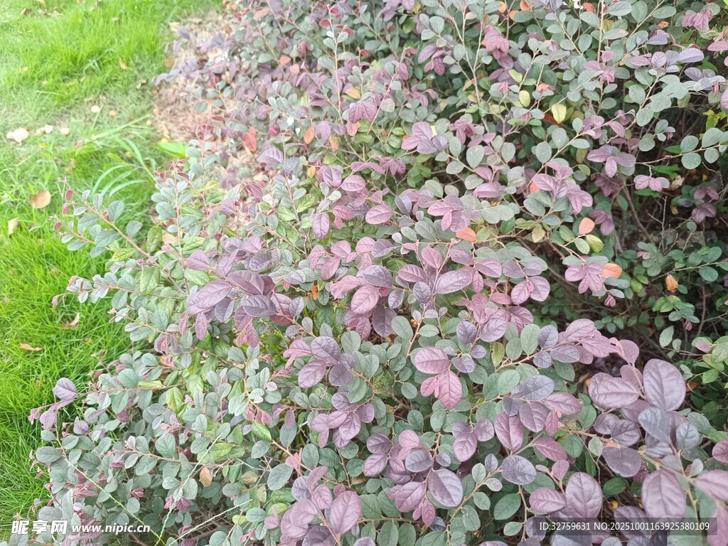 紫色植物與綠草景觀
