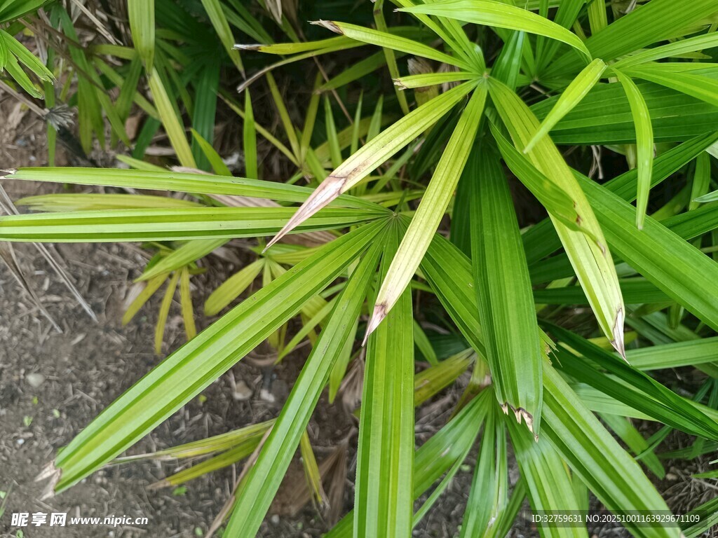 翠綠細(xì)長(zhǎng)葉片的植物