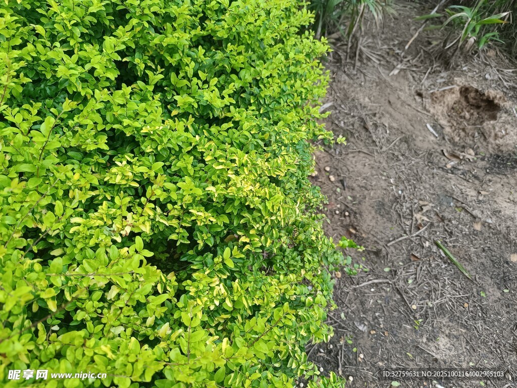 翠綠灌木與裸露土地