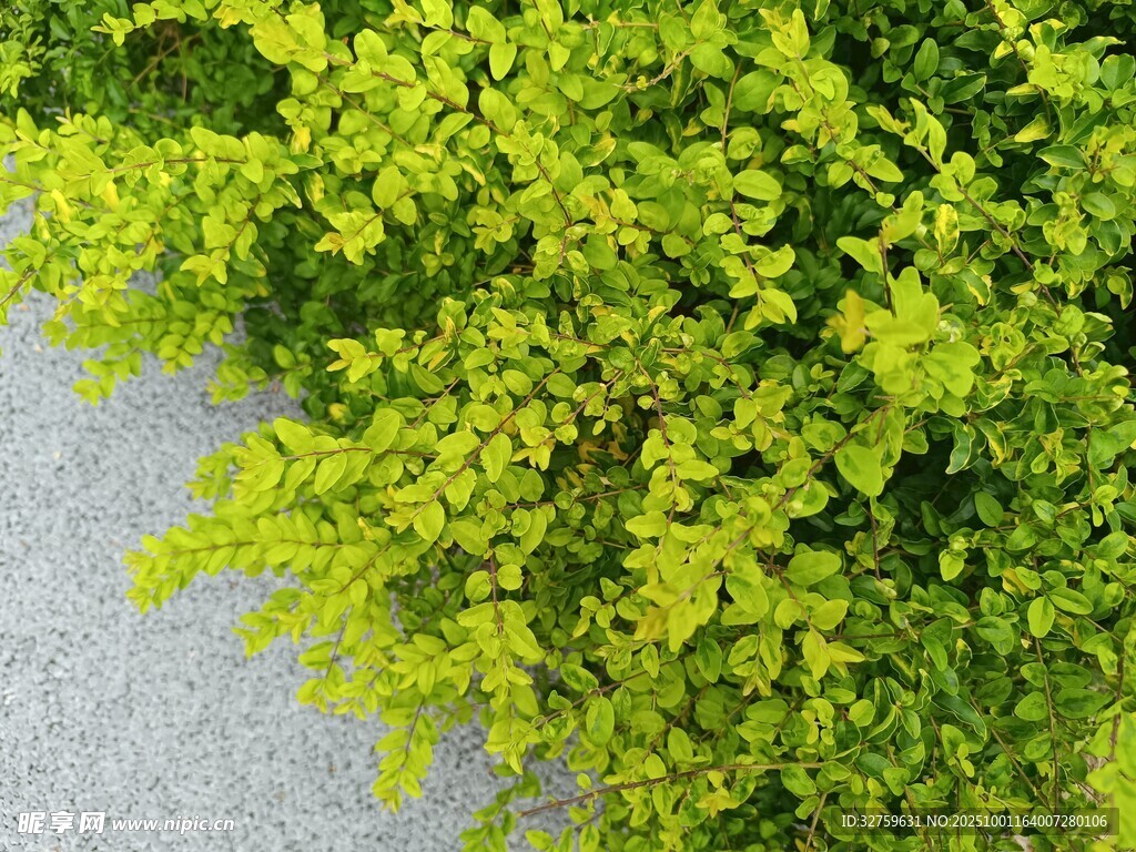 翠綠植物