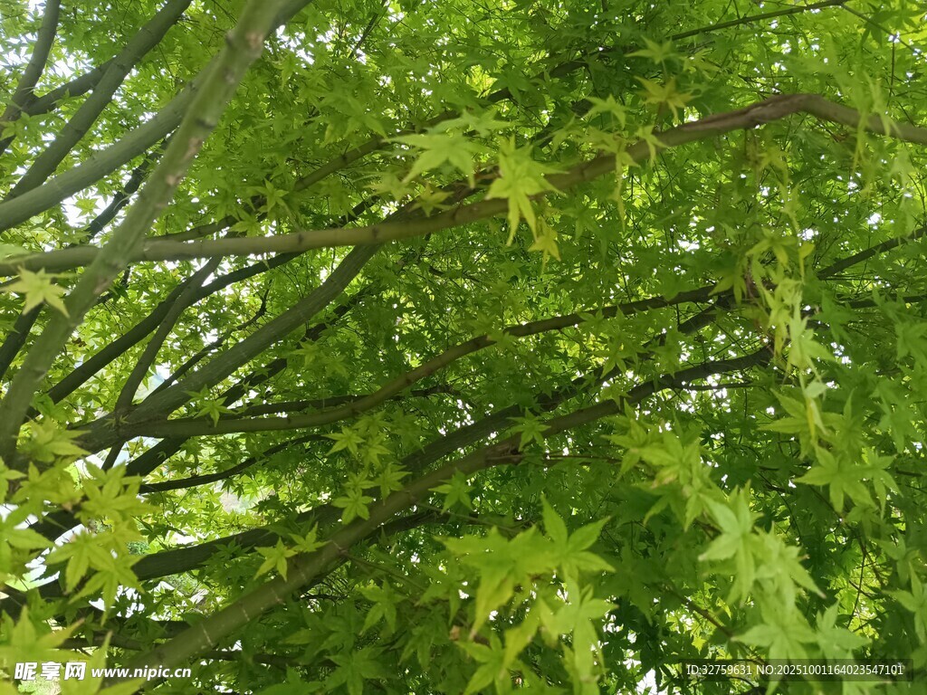 翠綠繁茂的樹枝與葉片