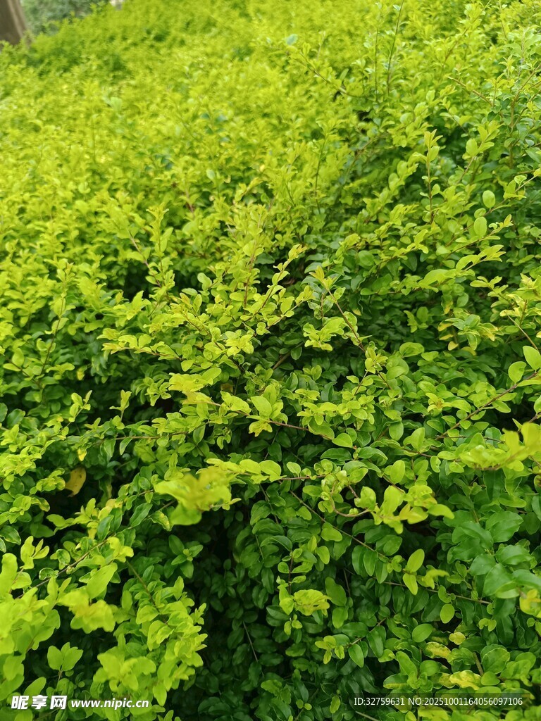 翠綠繁茂的灌木叢