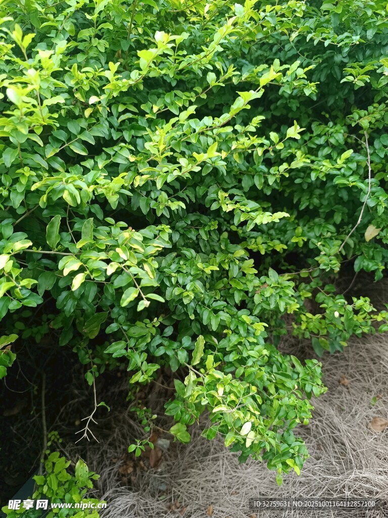 翠綠繁茂的灌木叢景觀