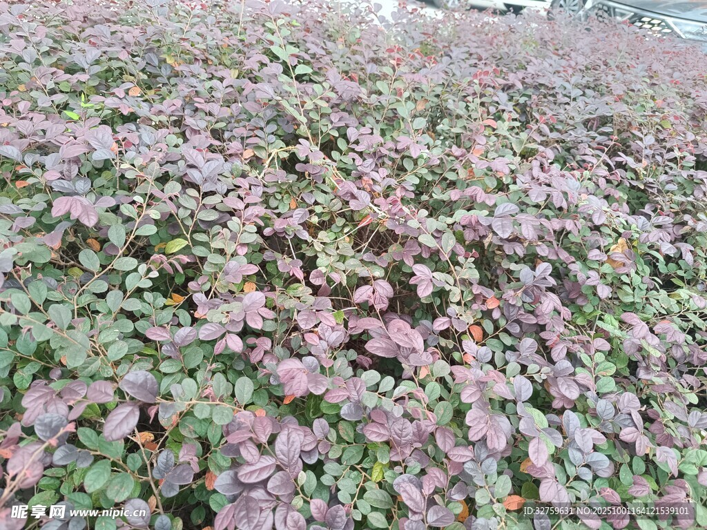 紫色葉片植物景觀