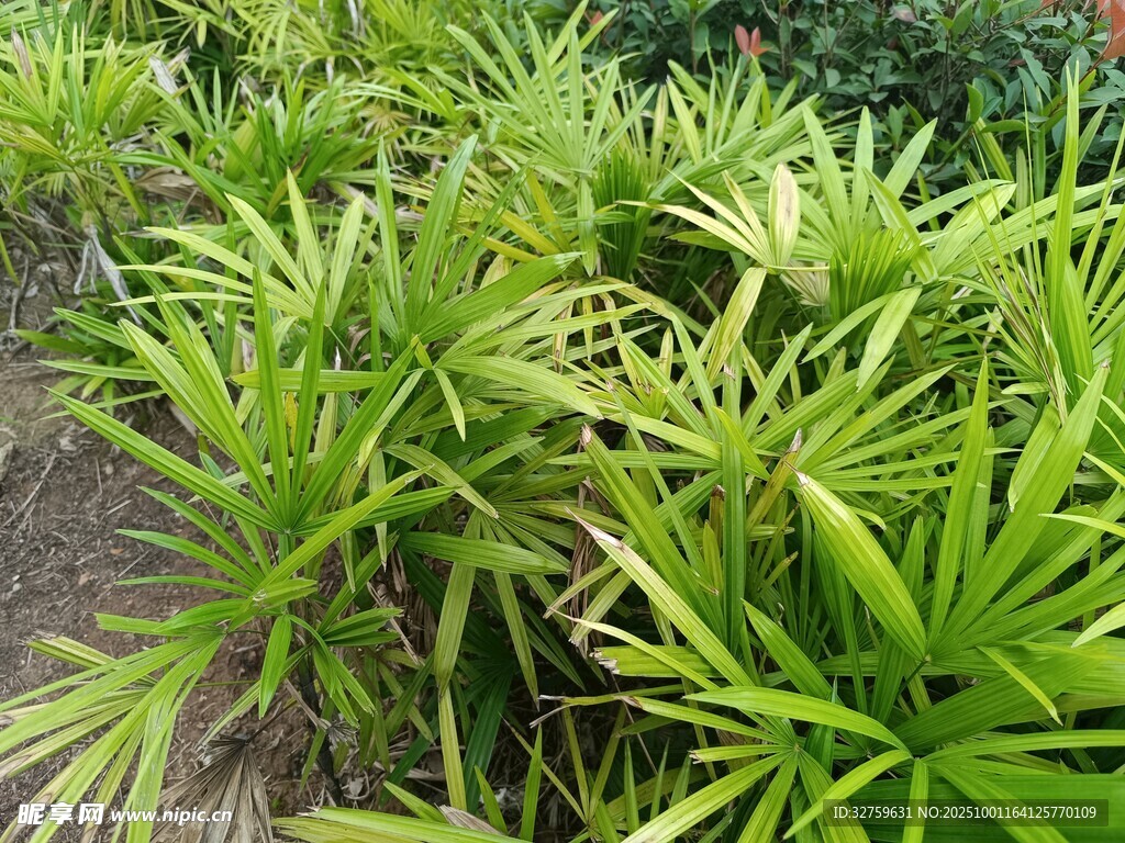 翠綠龍血樹植物景觀