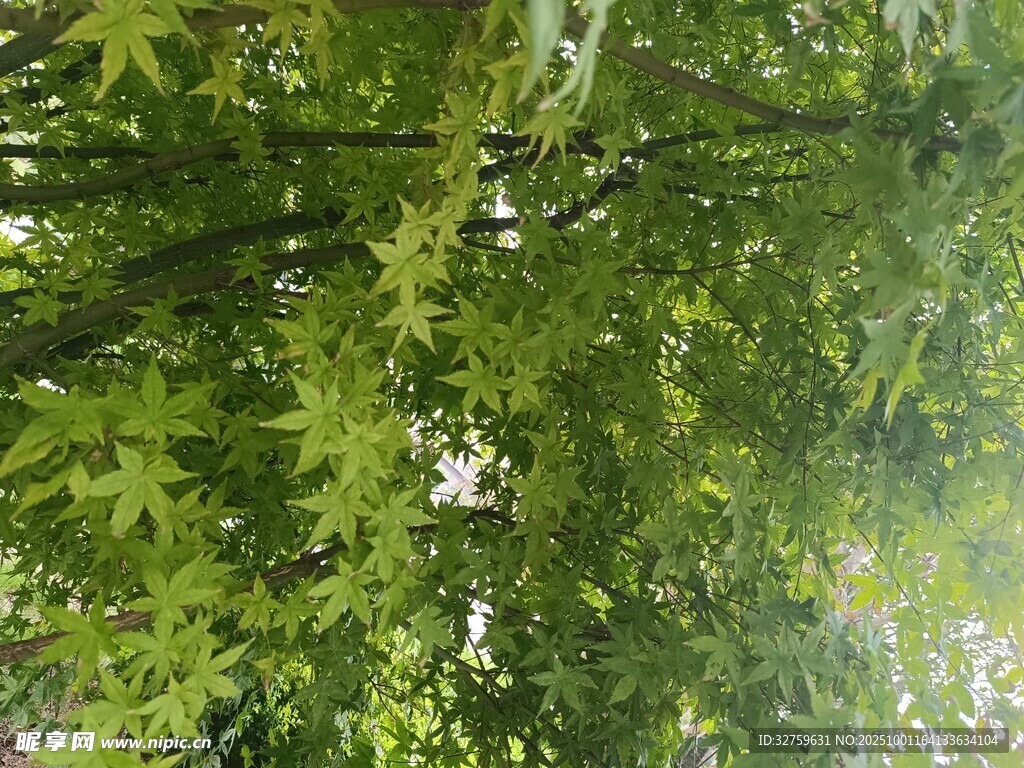 翠綠繁茂的樹枝與葉片