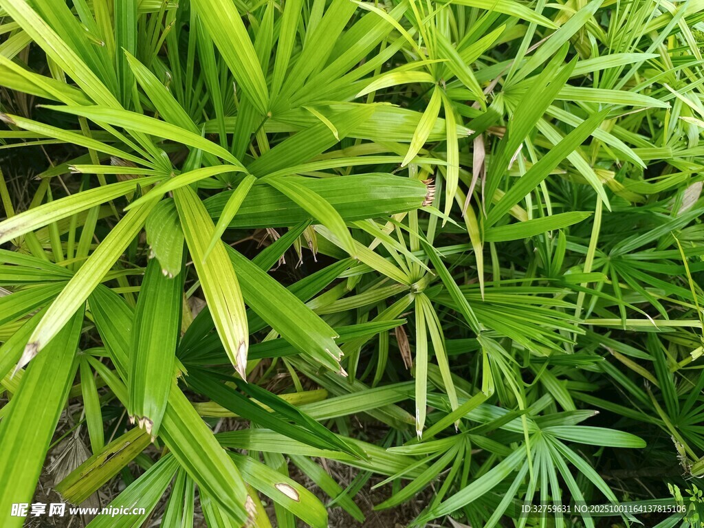 翠綠繁茂的熱帶植物葉片