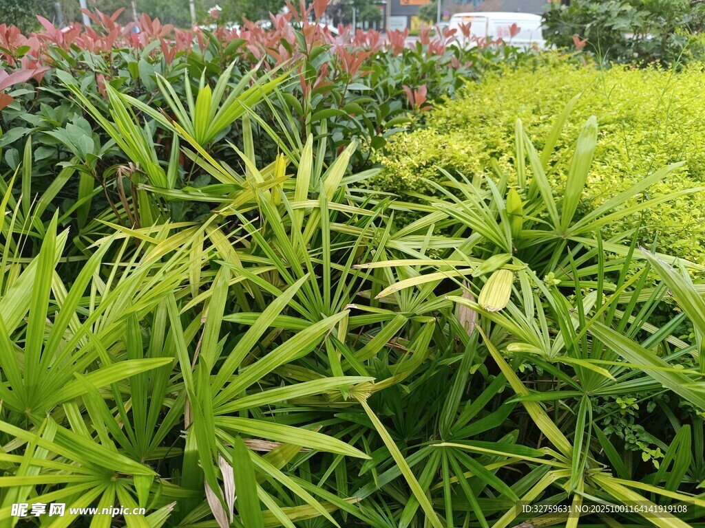 翠綠繁茂的多樣綠植景觀