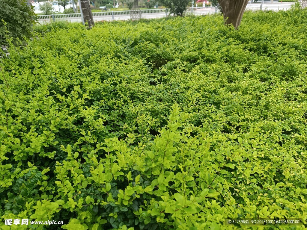 翠綠繁茂的灌木叢景觀