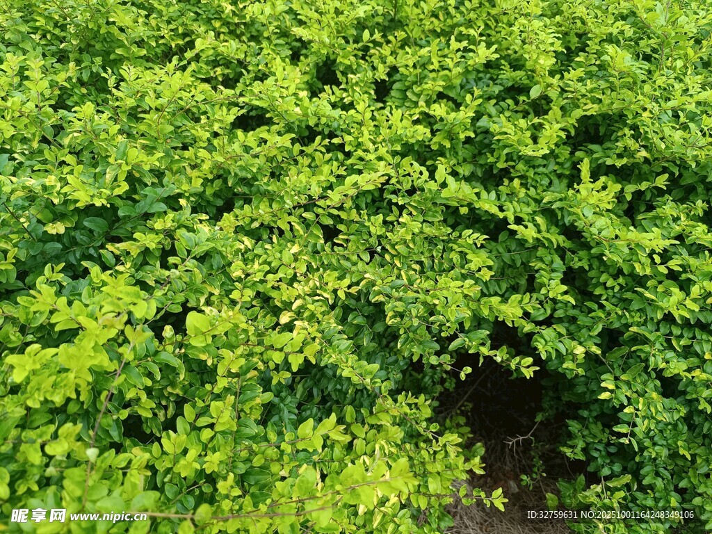 翠綠繁茂的樹葉景觀