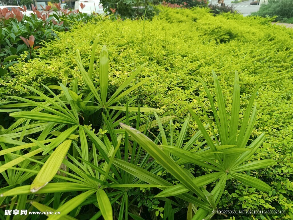 翠綠繁茂的叢生植物景觀