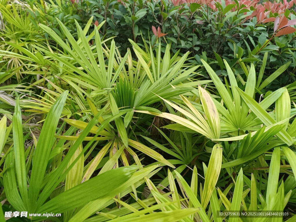 翠綠植物景觀