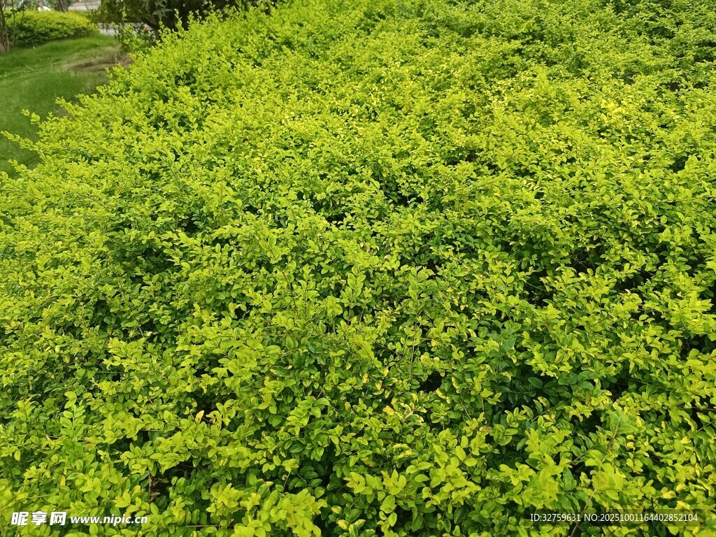 翠綠繁茂的灌木叢