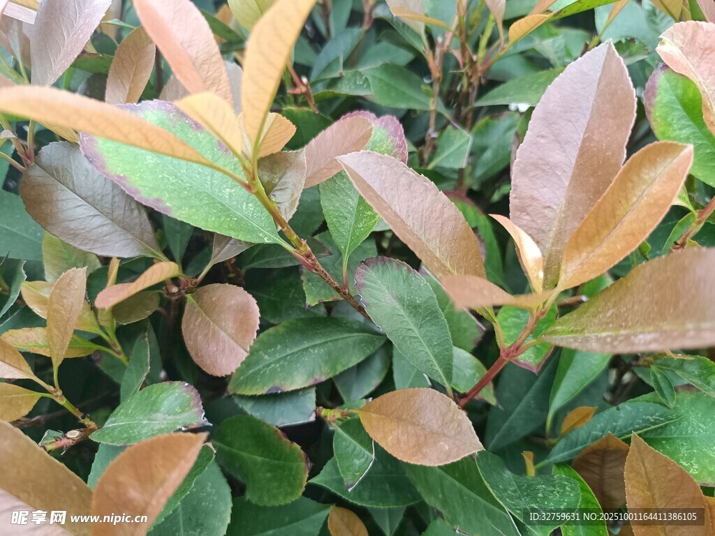 多彩葉片植物特寫