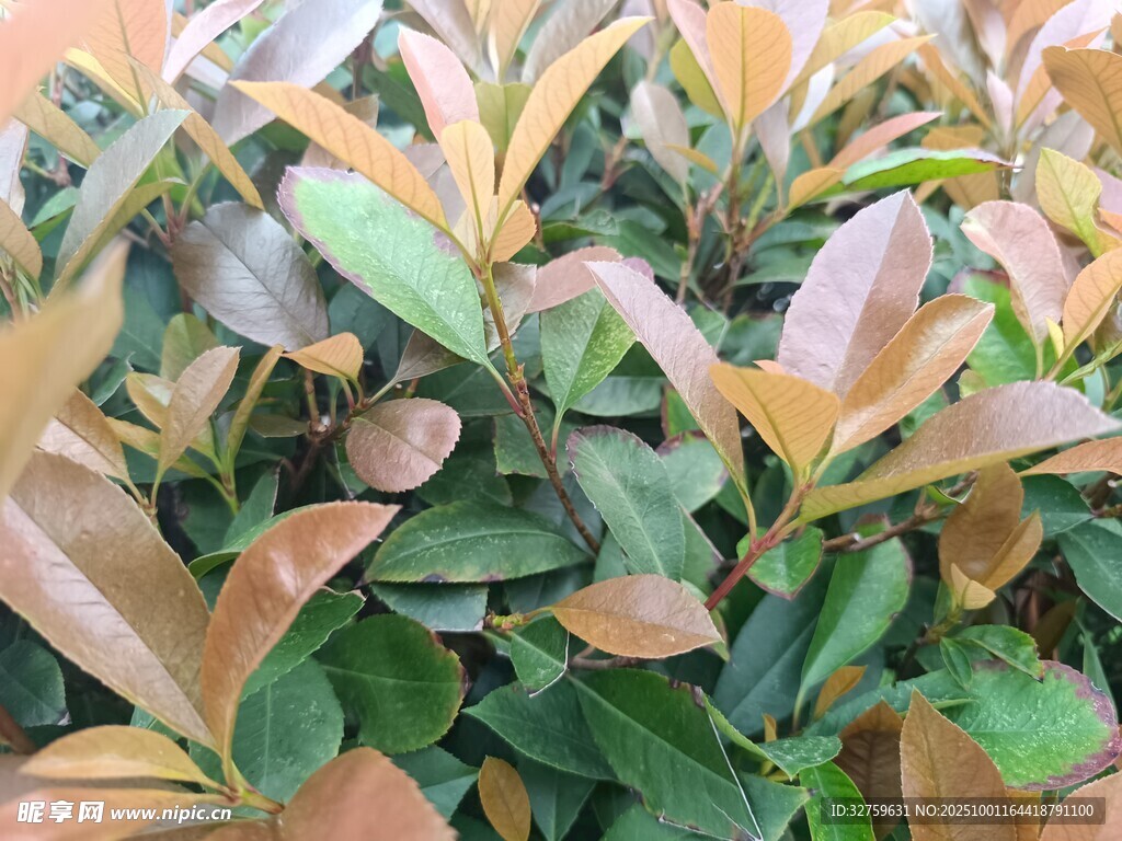 多彩葉片植物特寫