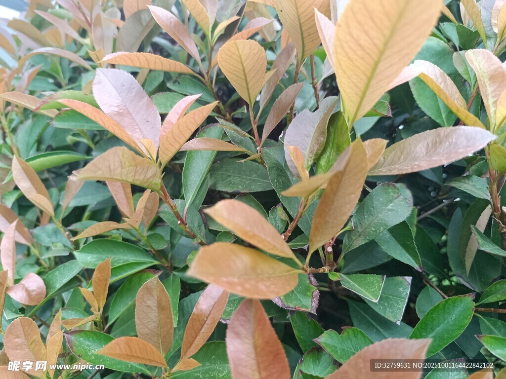 多彩葉片植物景觀