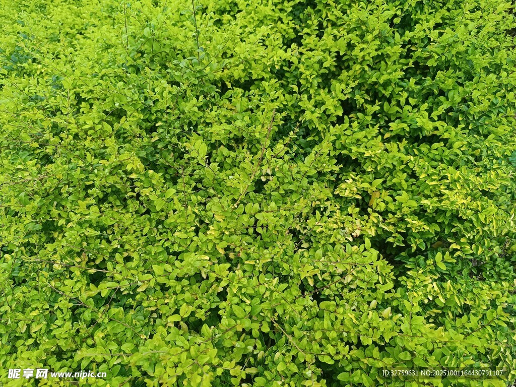翠綠繁茂的樹(shù)葉景觀(guān)