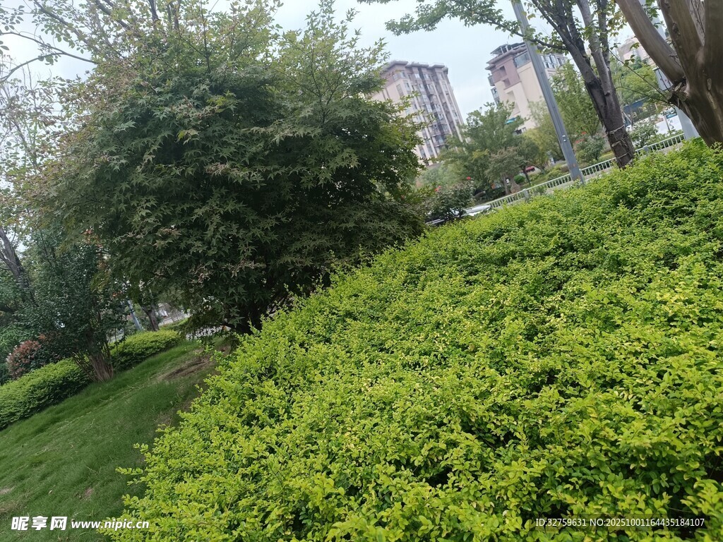 綠意盎然的城市綠植景觀