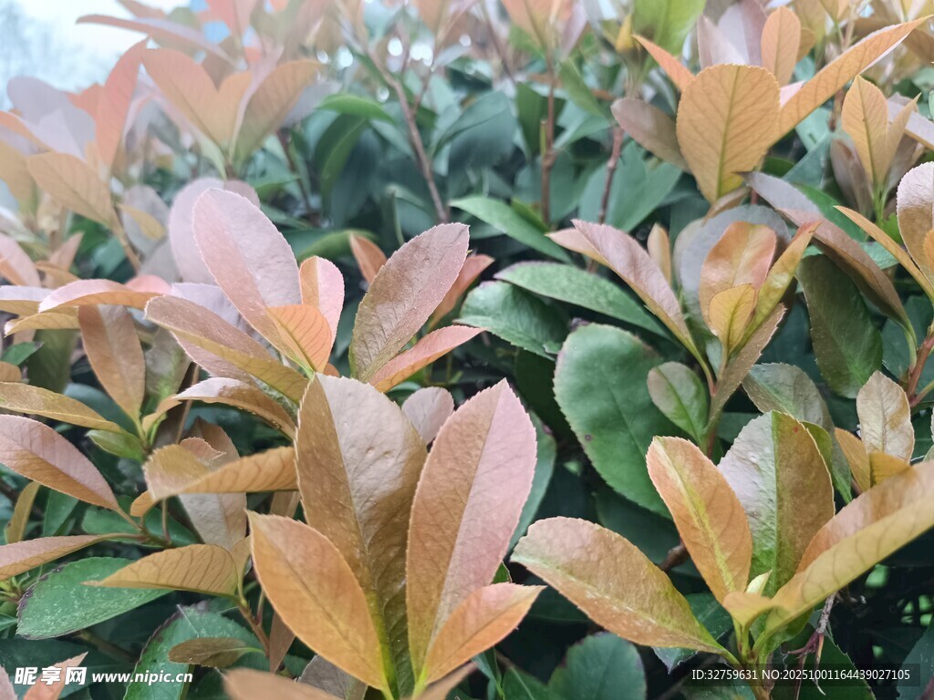多彩葉片植物特寫