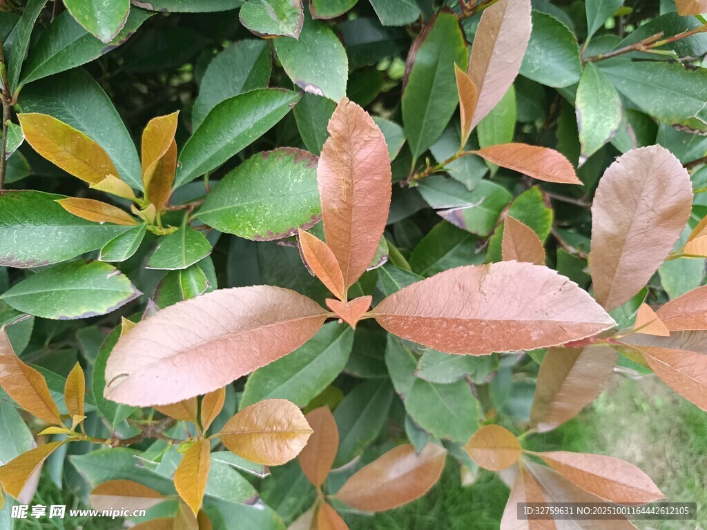 多彩葉片的植物特寫(xiě)