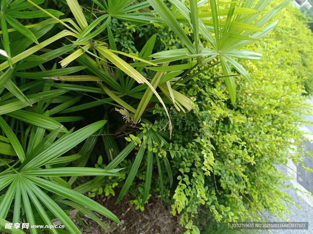 翠綠繁茂的多樣植物景觀