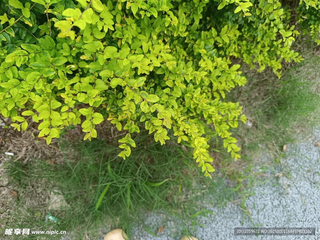 翠綠灌木叢近景