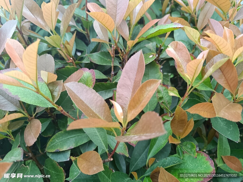 多彩葉片的植物景觀