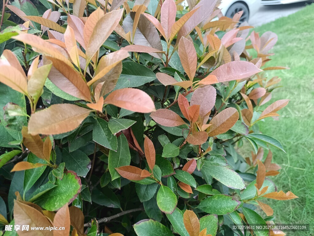 紅葉石楠綠植特寫(xiě)
