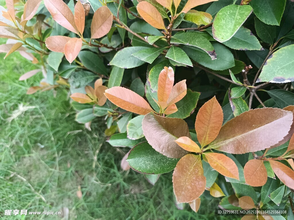 紅葉綠葉交織的植物景觀
