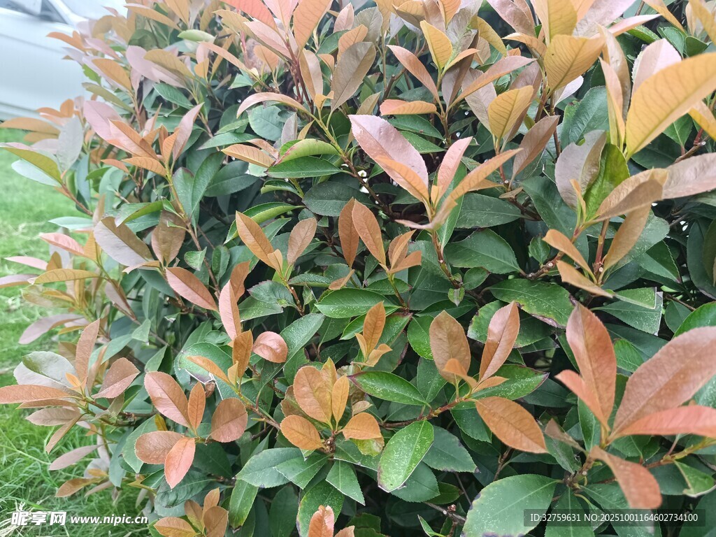 色彩斑斕的紅葉灌木