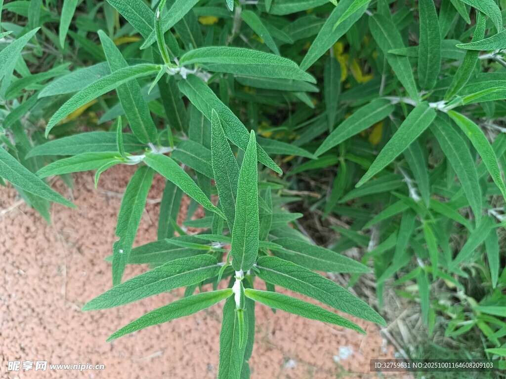 綠色植物特寫