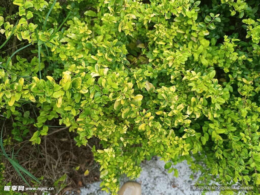 翠綠繁茂的叢生植物