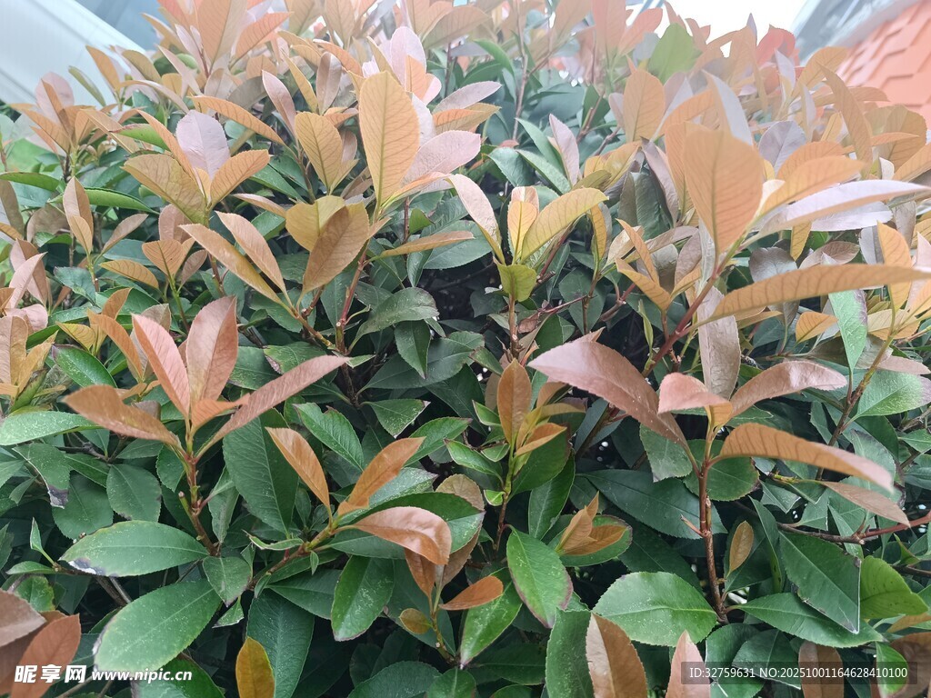 多彩葉片的灌木植物