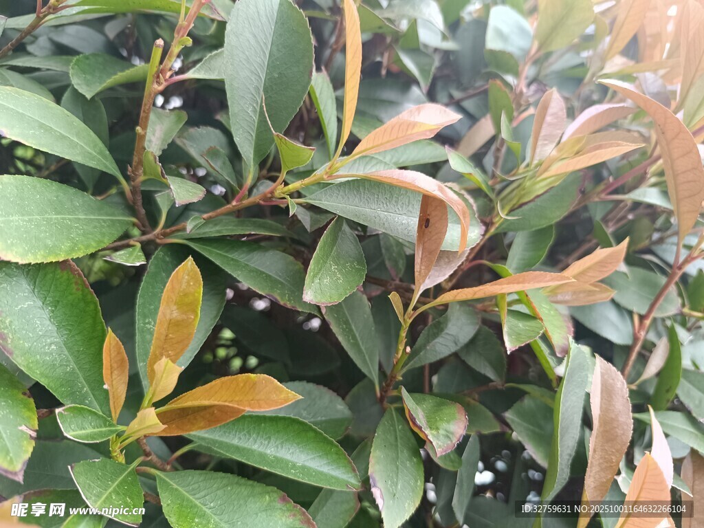 綠葉與紅葉交織的植物