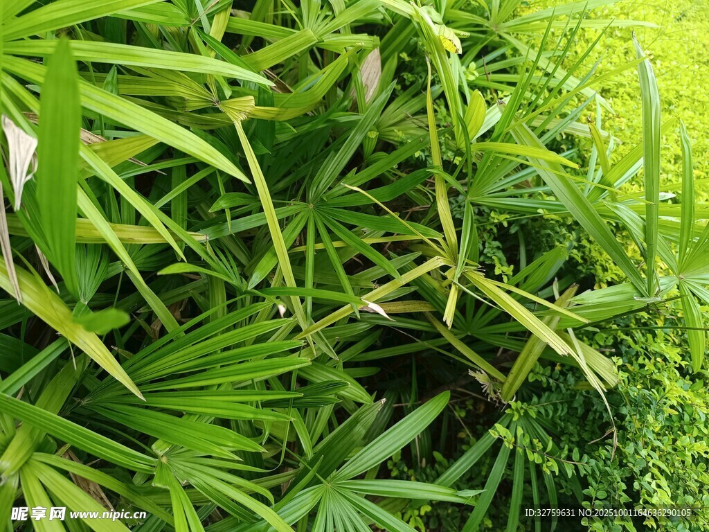 翠綠繁茂的熱帶植物景象