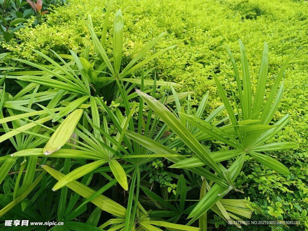 翠綠繁茂的叢生植物