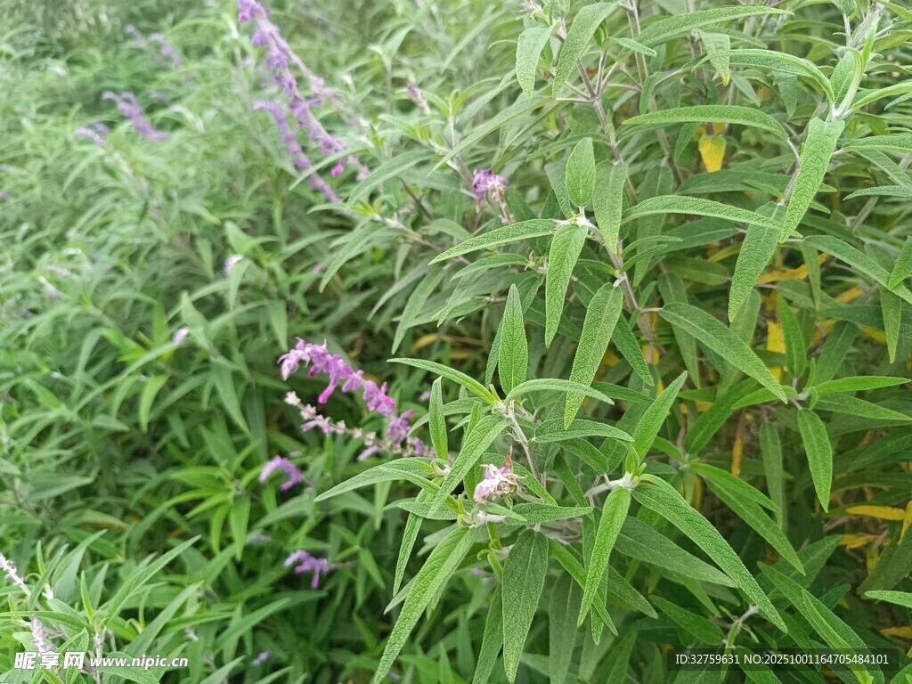 繁茂綠植中的紫色花卉