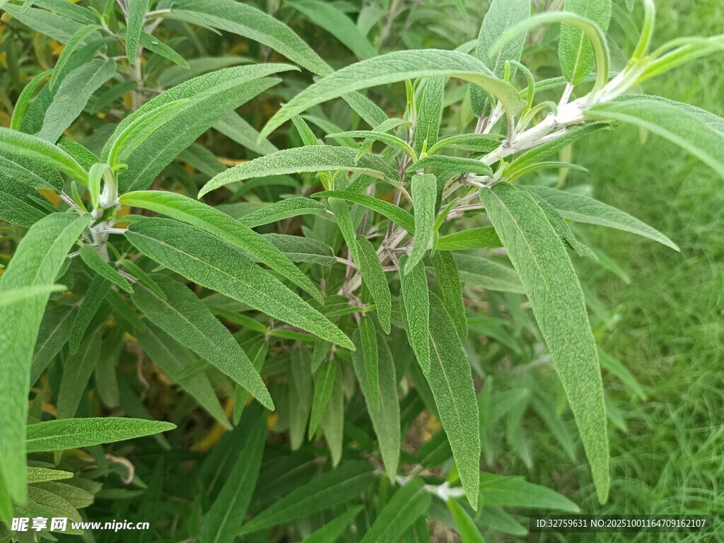 翠綠細(xì)長(zhǎng)葉片的植物