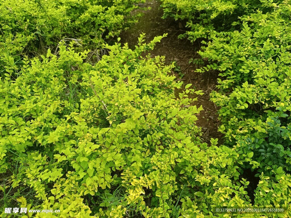 茂密蔥郁的綠色植物景觀