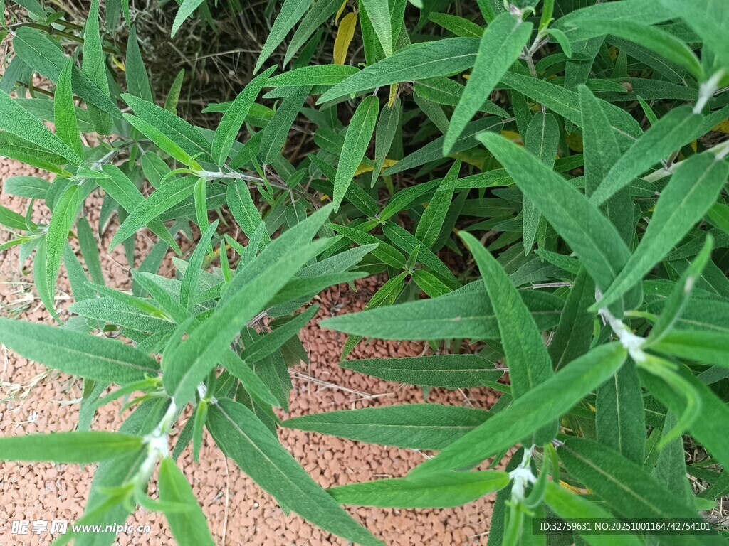 嫩綠竹葉特寫