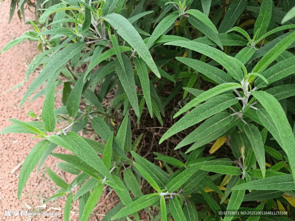 翠綠細(xì)長葉片的植物